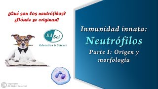 🟢 Neutrófilos parte 1️⃣ Origen y morfología [upl. by Ydor800]