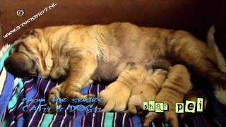 Chinese Shar Pei puppies  Sharpei 02 [upl. by Bunker]