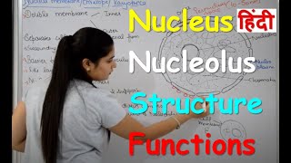 Nucleus Structure amp Functions in Hindi  Nucleolus  Nuclear Membrane  Nucleoplasm [upl. by Ellerahs]