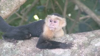 Whitefaced Capuchin Monkeys NARRATED [upl. by Nnyladnarb]