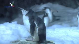 Conoce a los pingüinos que habitan en Faunia y enamórate [upl. by Immak374]