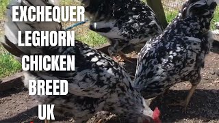 Exchequer Leghorn Chickens  Chicken breeds UK [upl. by Drobman]