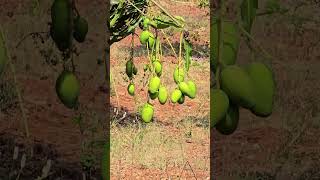 Dasheri 🥭 Mango 🥭 Farm  మామిడి 🥭 తోట [upl. by Nais]