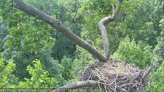 National Arboretum Eagle Cam B [upl. by Ulyram303]