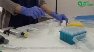 Plant pathogen detection How to coat an ELISA plate [upl. by Isabelita]