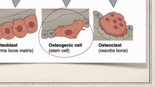 Bone Cells [upl. by Kennard]