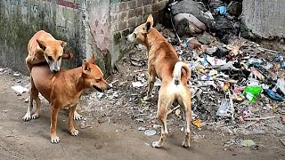 Street Dogs Behaviour [upl. by Mizuki]