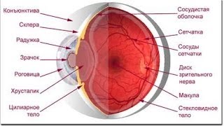 Анатомия строение глаза [upl. by Armitage]