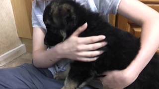 8 week German Shepherd Puppy  First time in new home [upl. by Werby592]