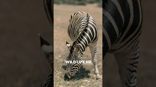 The Grévys zebra was named after a former King [upl. by Ilzel]