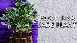 REPOTTING A JADE PLANT STEPS TO TAKE amp SOIL MIX TO USEJoyUsGarden [upl. by Naval]