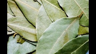 Growing Bay Leaf [upl. by Iadam]