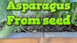 Growing asparagus from seed and transplanting [upl. by Otti]