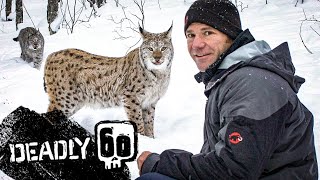 Incredible Jumping Lynx  Deadly 60  BBC Earth Kids [upl. by Tarazi]