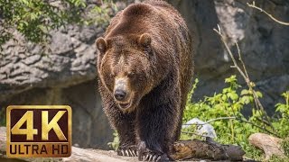 4K Ultra HD Video of Wild Animals  1 HR 4K Wildlife Scenery with Floating Music [upl. by Soloman713]