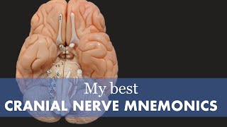 Cranial Nerve Mnemonic [upl. by Orferd]