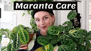 Maranta Plant Care  Propagation 🌿 [upl. by Rapsag]