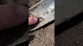 Cutworm Scouting in Your Corn Crop  Corteva Agriscience Canada [upl. by Siana]