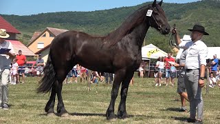 Expozitie cu cai de frumusete Uriu Bistrita Nasaud 31 Iulie 2021 Nou [upl. by Helaine251]