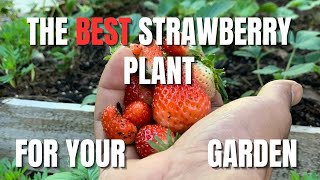 The Best Strawberries for Home Gardening [upl. by Avelin496]