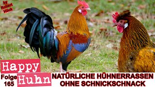 E165 Natürliche Hühnerrassen mit unkomplizierten Pflegeansprüchen  HAPPY HUHN  Rassewahl Hühner [upl. by Nesyla]