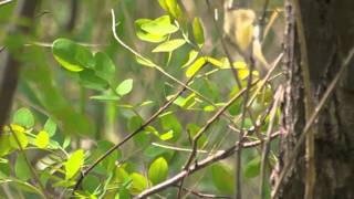 Claudias Warbler Phylloscopus claudiae [upl. by Atis592]