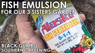 Fertilizing with Fish Emulsion  Black Gumbo [upl. by Semmes]