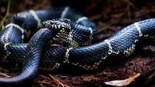 EPIC BATTLE King Snake vs Rat Snake Fight to Death [upl. by Trebleda722]