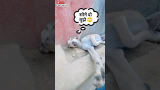 Sone Do Mujhe Dont Disturb Me 😂  134  shorts minivlog dog [upl. by Tham]