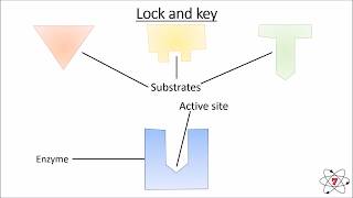 Basic Biology Lesson 9  Enzymes GCSE Science [upl. by Alleunam]