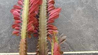 Euphorbia Trigona plant  Outdoor plant🌞 [upl. by Chamkis866]