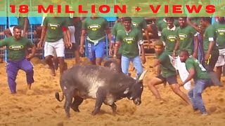 Namma Kovai Jallikattu 2018  Best moments [upl. by Calloway]