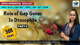 GAP GENES  ZYGOTICSEGMENTATION GENES OF DROSOPHILAPART6  CSIR NET DEV BIO [upl. by Siuoleoj]