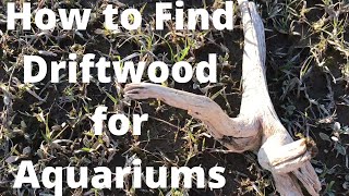 How to Find Driftwood for Aquariums [upl. by O'Reilly]