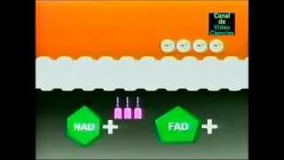 Metabolismo 5 Fosforilación Oxidativa [upl. by Pearman]