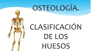 Osteología Generalidades de los huesos [upl. by Pantia]