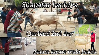 shapatar bachiya 2024bakraeidsalam karne wala bakra [upl. by Raybourne608]