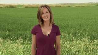 Rice  Americas Heartland Episode 904 [upl. by Janeva]