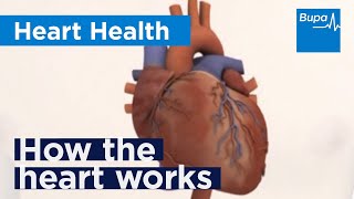 Rheumatic Heart Disease Pathogenesis Morphology Clinical features [upl. by Cleland694]