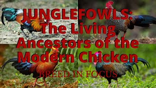 Junglefowls The Living Ancestors of the Modern Chicken [upl. by Shelli]