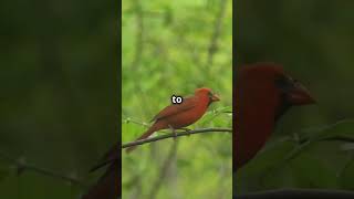 Rare Sighting The Majestic Red Cardinal Bird rarebirds cuteanimals redbirds [upl. by Ashly886]