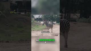 El Secreto de la Resistencia de las Cebras en la Sabana animales cebras naturaleza [upl. by Lundeen670]