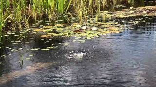 How To Make a DIY Natural Swimming Pool [upl. by Nirehtak]