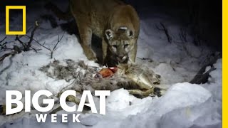 Eat Like a Cougar  Big Cat Week [upl. by Ssirk8]