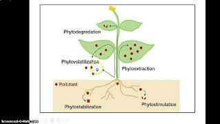 Phytoremediation [upl. by Halil]