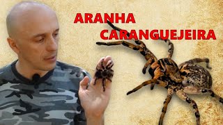 Aranha Gigante Tarântula da Amazônia Theraphosa Blondi [upl. by Gerbold]