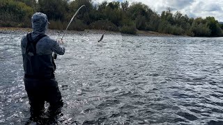 Summer Steelhead On The Swing [upl. by Haissi403]