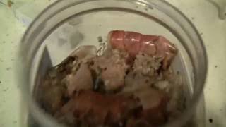 DIY make fish food from household food scrapsleftovers [upl. by Gatias]