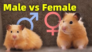 Male vs Female How Different is my New Hamster [upl. by Lamphere]