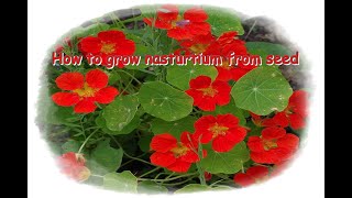 How to grow nasturtium from seed  Monjadindansleslandes [upl. by Cordeelia]